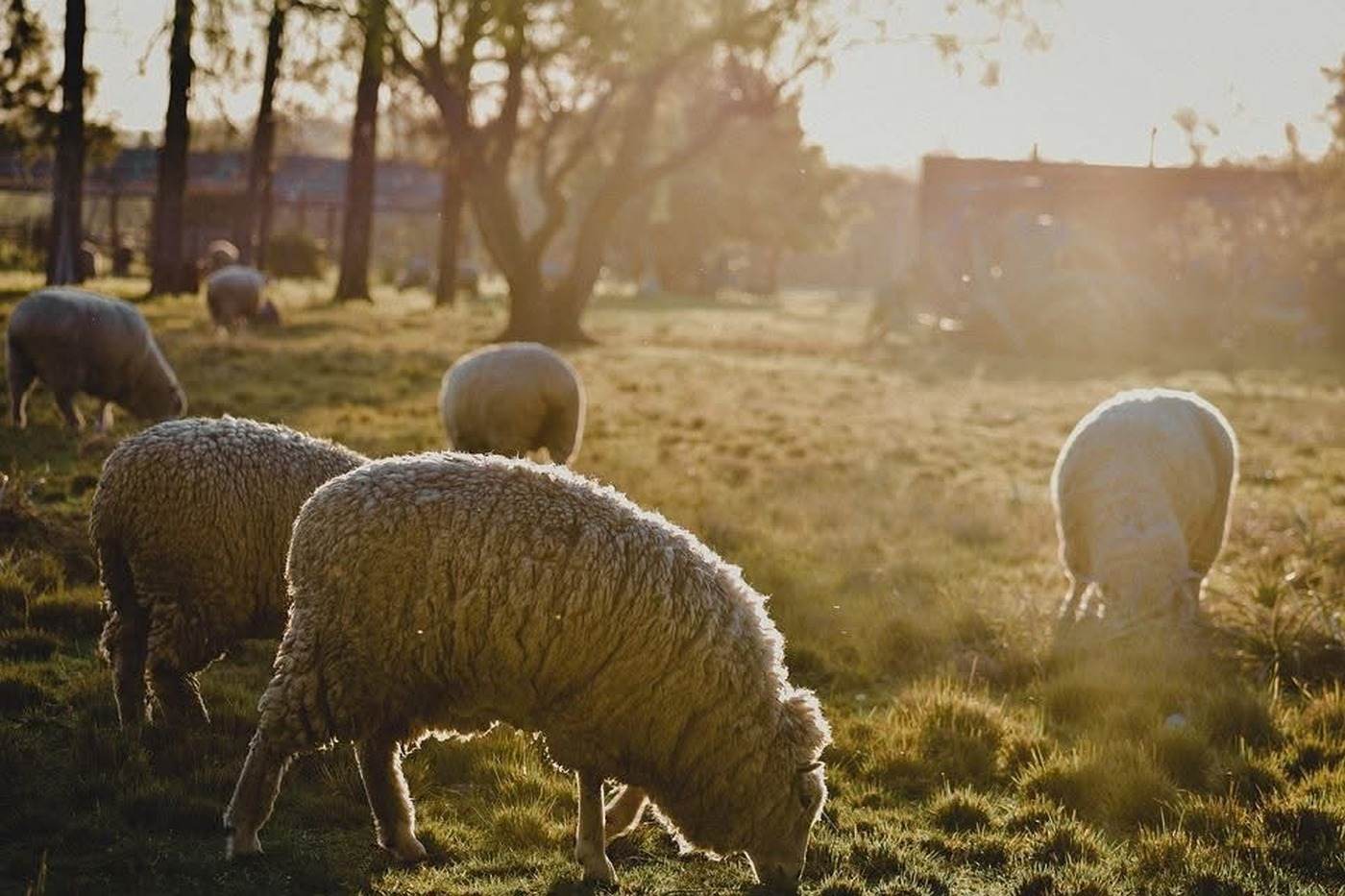 Sectorul ovin respinge vaccinarea colectivă a animalelor